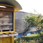 Suzano abre inscrições para workshop de criação de abelhas sem ferrão