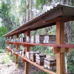 Jandira inaugurou um “meliponário” no dia mundial das abelhas